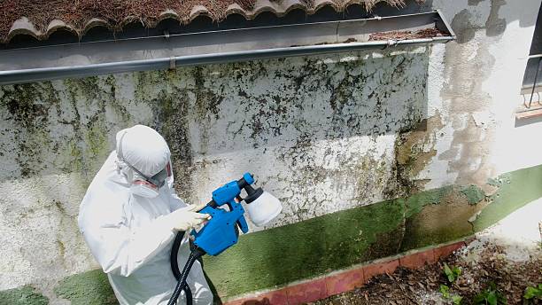 Trusted Mold Remediation service in Magnolia, NJ - Cheap Mold Removal
